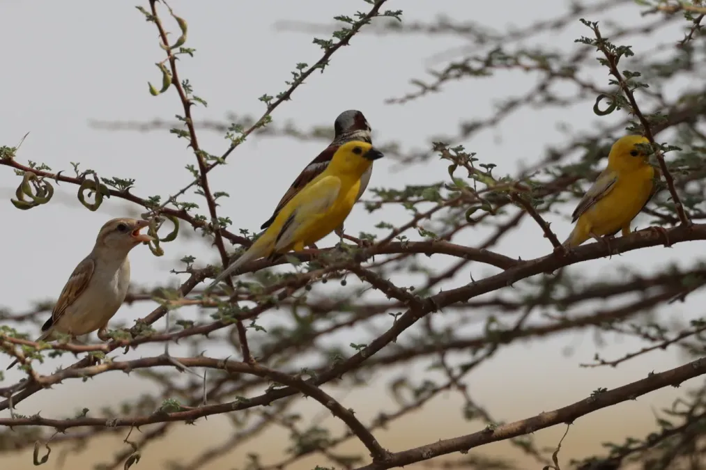 File:Passer euchlorus 284522978.jpg