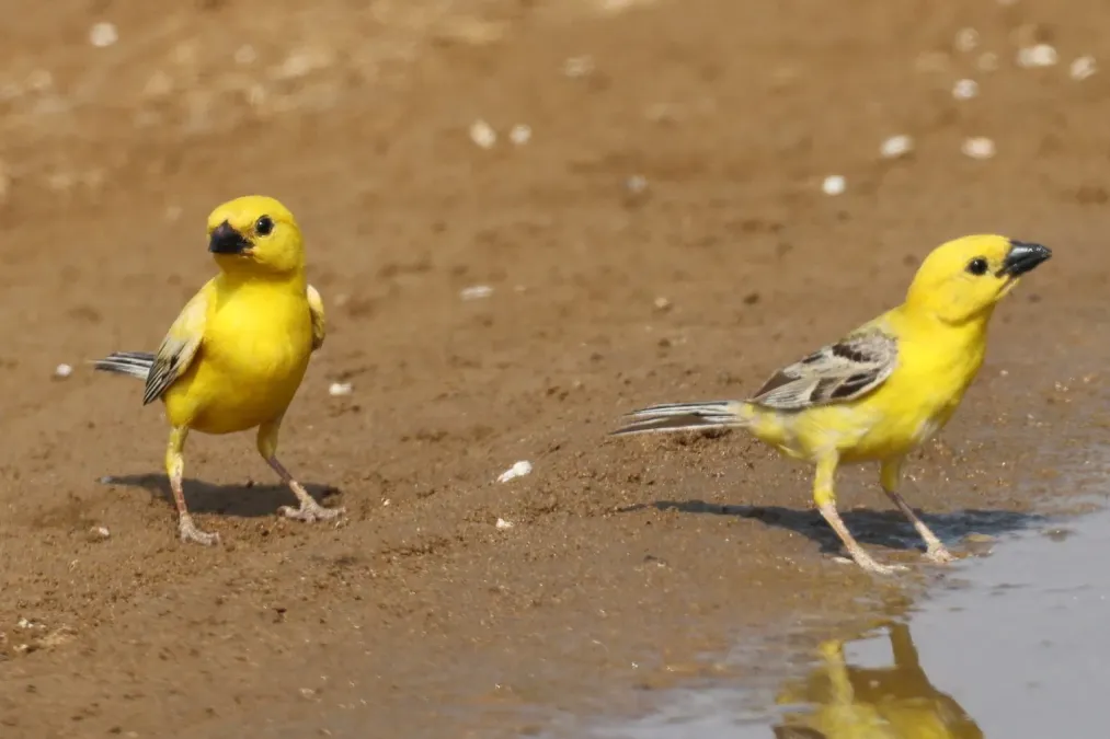 File:Passer euchlorus 284523077 (cropped).jpg