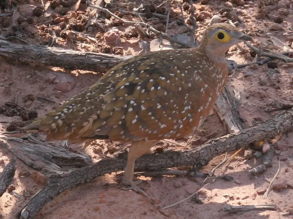 File:Pterocles burchelli 1.jpg