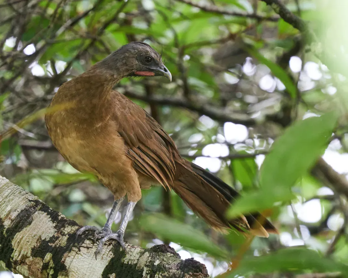File:Ortalis vetula 409975639.jpg