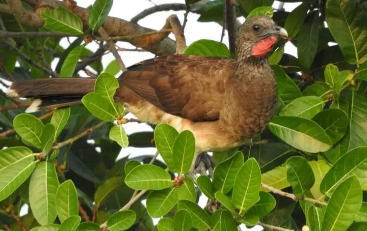 File:Ortalis vetula 374386068.jpg