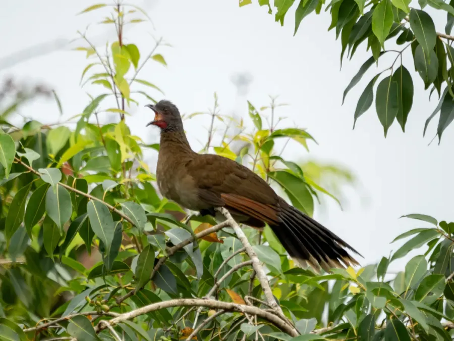 File:Ortalis cinereiceps 452286272.jpg