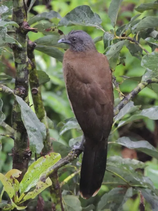 File:Ortalis cinereiceps 453341522.jpg