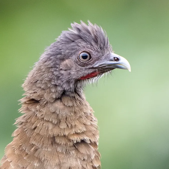 File:Ortalis cinereiceps 416348738.jpg