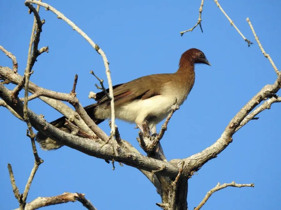 File:Ortalis garrula 254410256.jpg