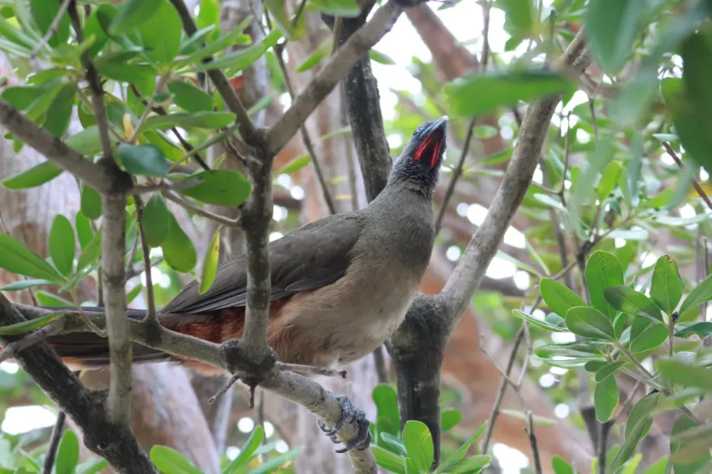 File:Ortalis ruficauda 188205388.jpg