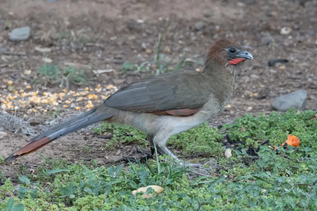 File:Ortalis erythroptera 323098495.jpg