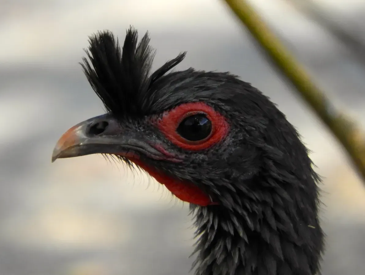 File:Ortalis wagleri 74827833.jpg