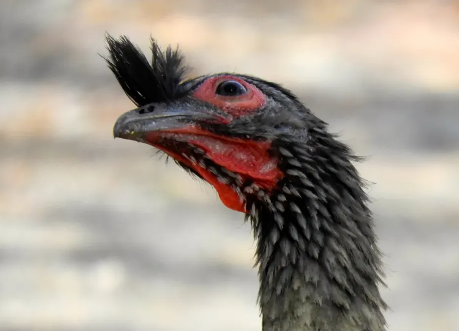 File:Ortalis wagleri 74827747.jpg