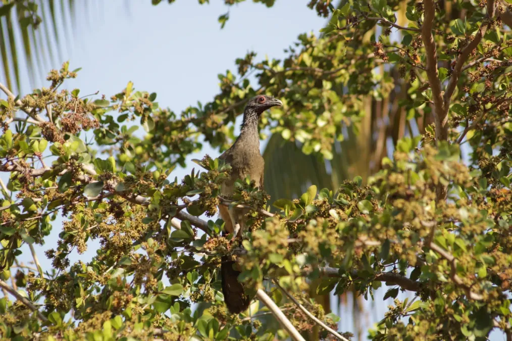 File:Ortalis poliocephala 293178158.jpg