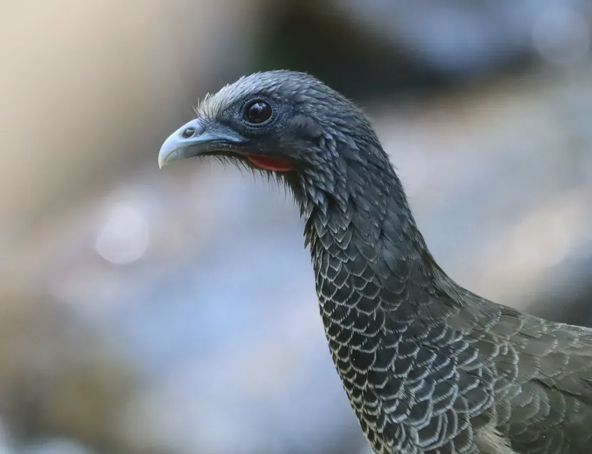 File:Ortalis columbiana 257721417.jpg
