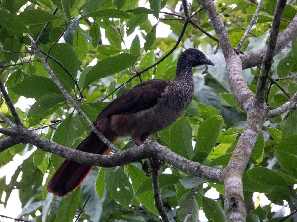 File:Ortalis guttata 428309220.jpg