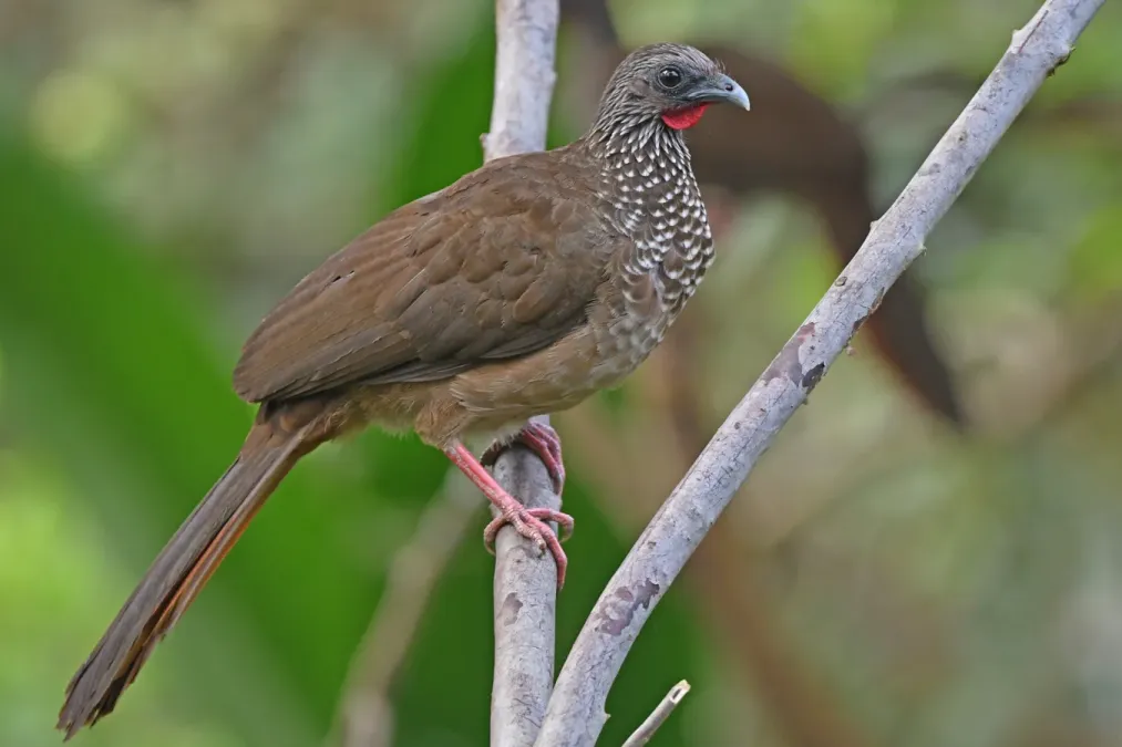File:Ortalis guttata 328978972.jpg