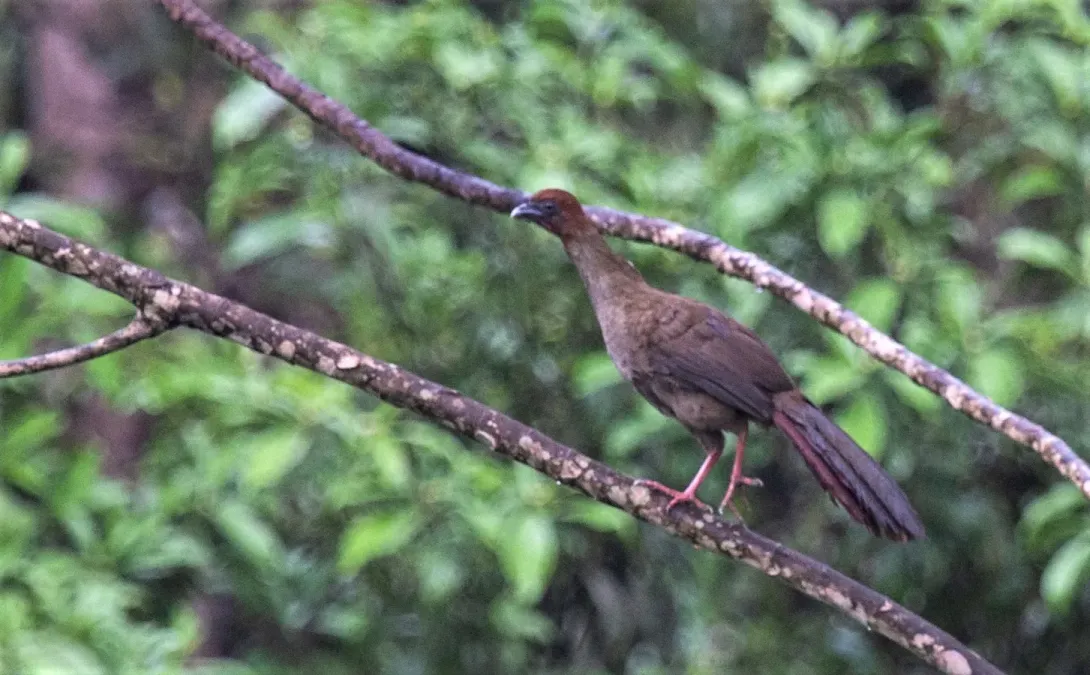 File:Ortalis motmot 44074150.jpg