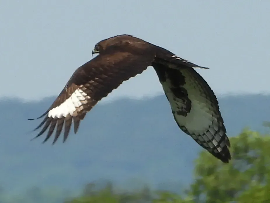 File:Lophaetus occipitalis 348636723.jpg
