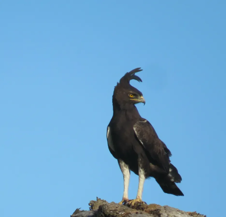 File:Lophaetus occipitalis 392753365.jpg