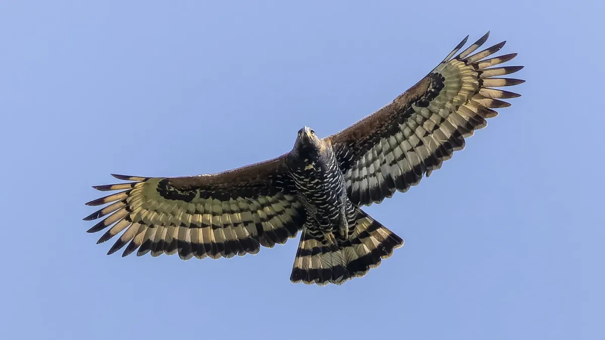 File:Stephanoaetus coronatus 376753758.jpg