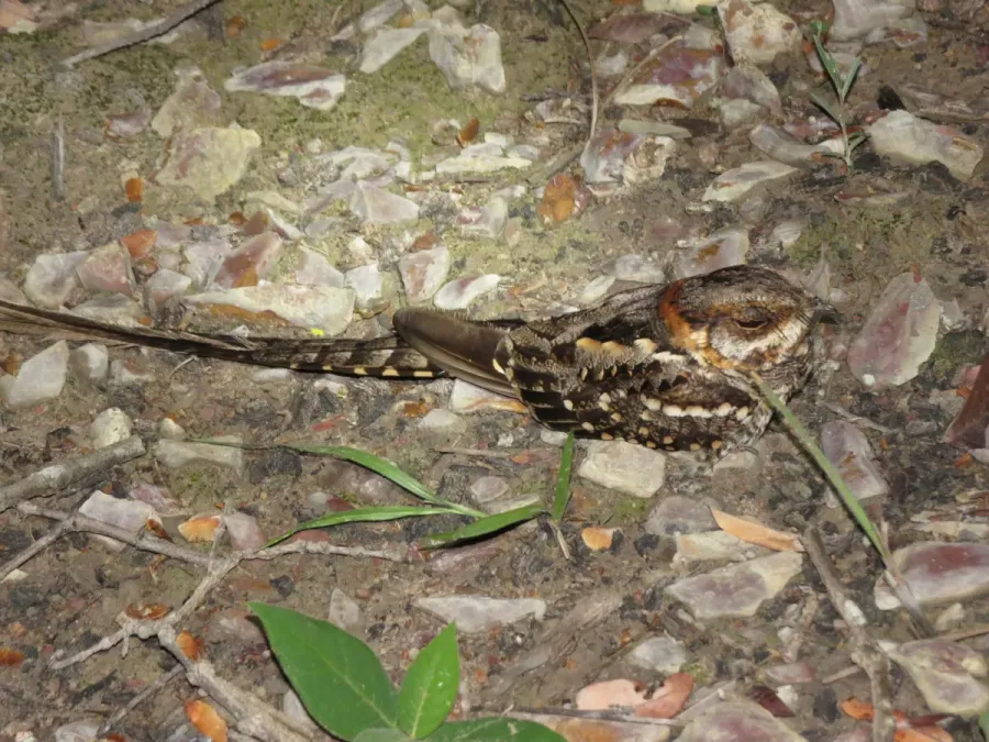 File:Hydropsalis torquata 331274029.jpg