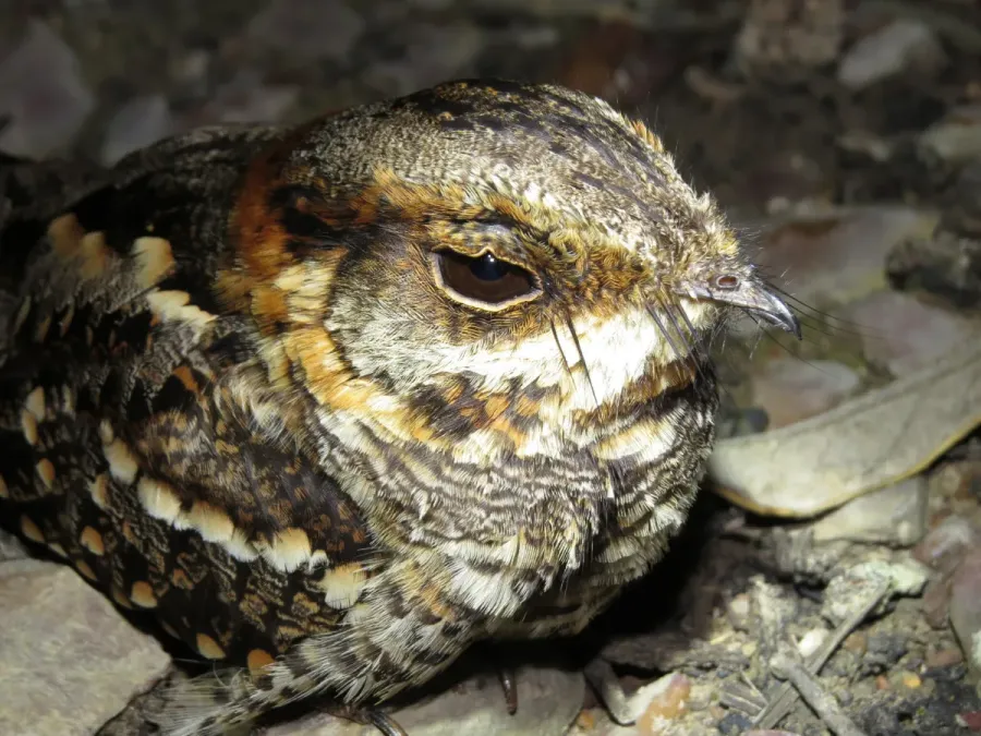 File:Hydropsalis torquata 331274103.jpg