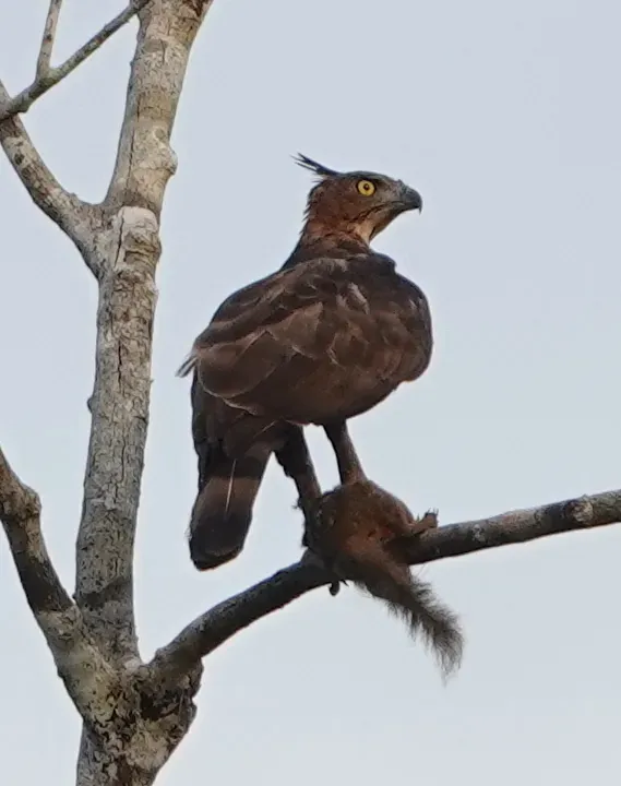 File:Nisaetus nanus 228860526.jpg