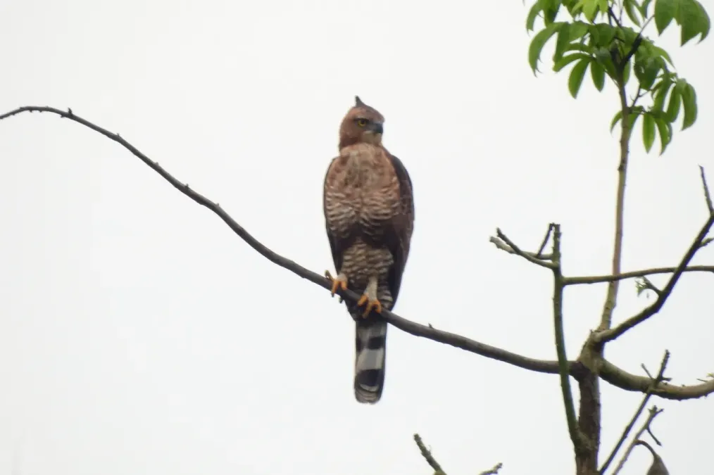 File:Nisaetus nanus 171248681.jpg