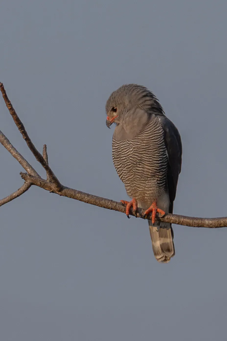 File:Kaupifalco monogrammicus 446388277.jpg