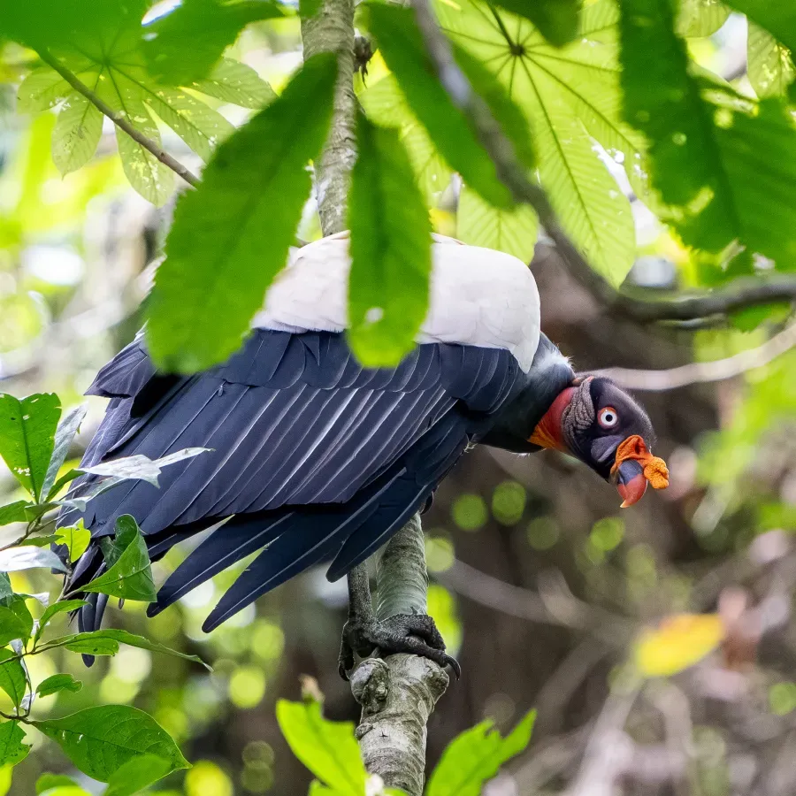 File:Sarcoramphus papa 441774703.jpg