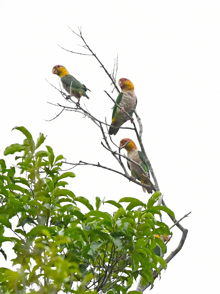 File:Pionites leucogaster leucogaster, Paragominas, Pará, Brazil 1.jpg