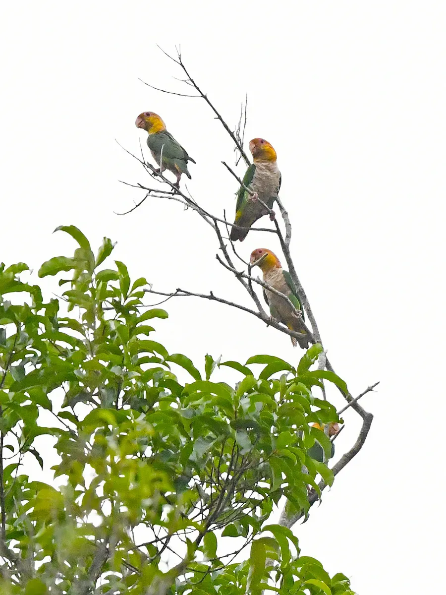 File:Pionites leucogaster leucogaster, Paragominas, Pará, Brazil 2.jpg