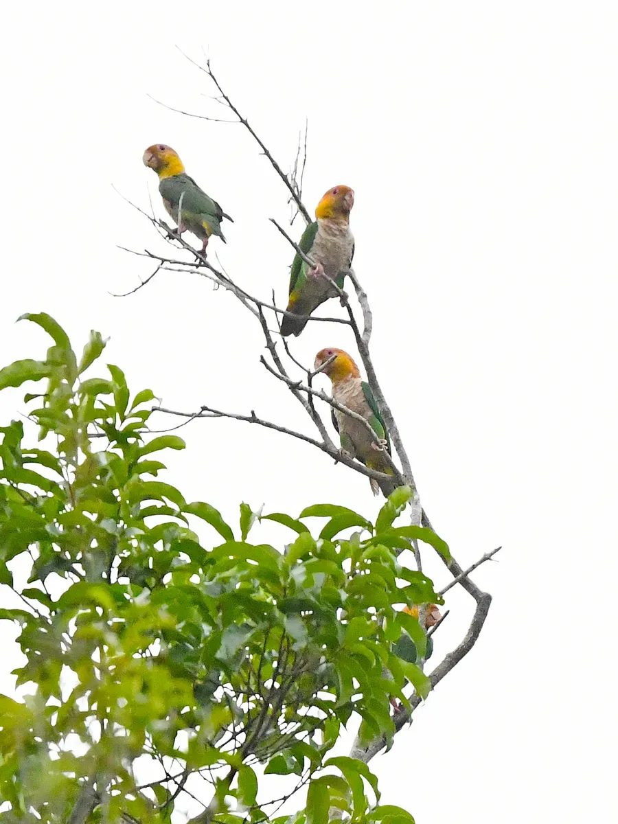 File:Pionites leucogaster leucogaster, Paragominas, Pará, Brazil 3.jpg