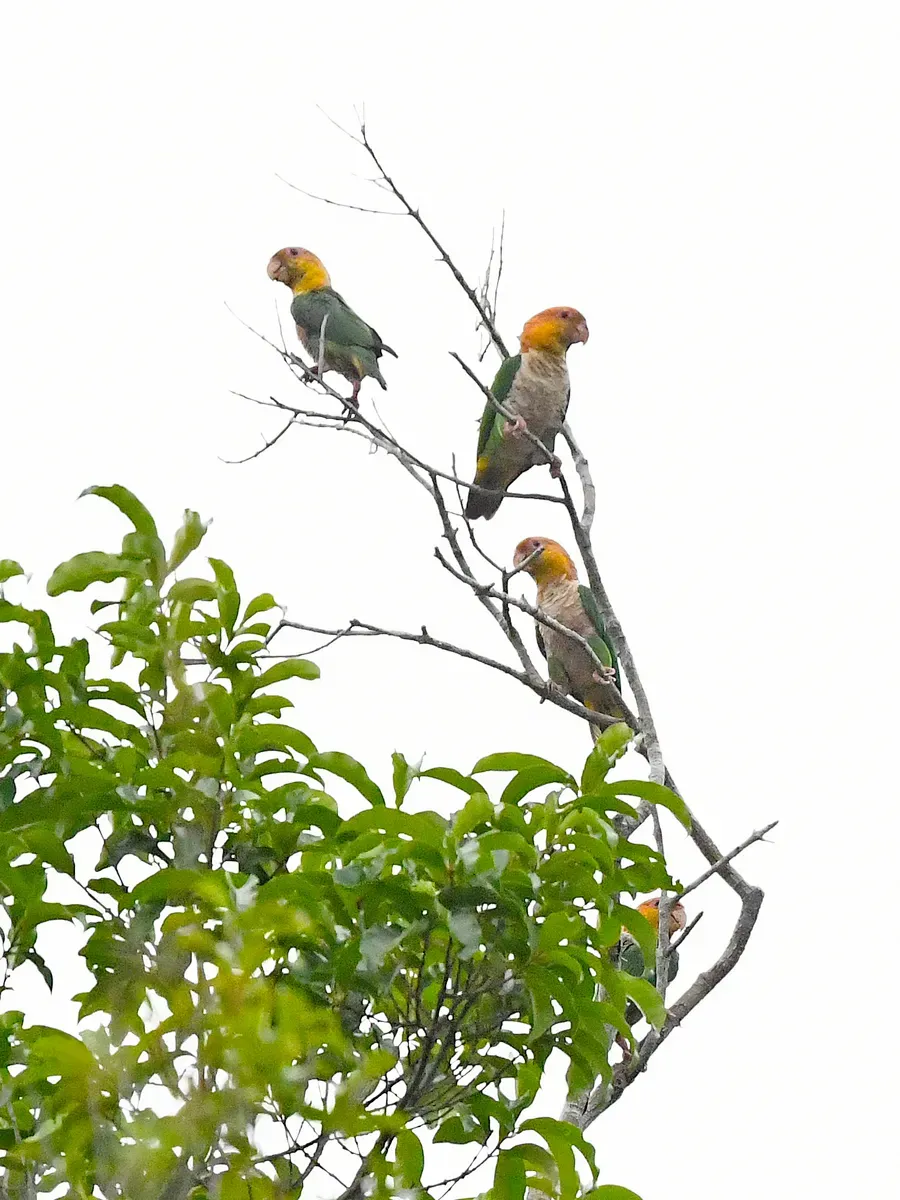File:Pionites leucogaster leucogaster, Paragominas, Pará, Brazil 4.jpg
