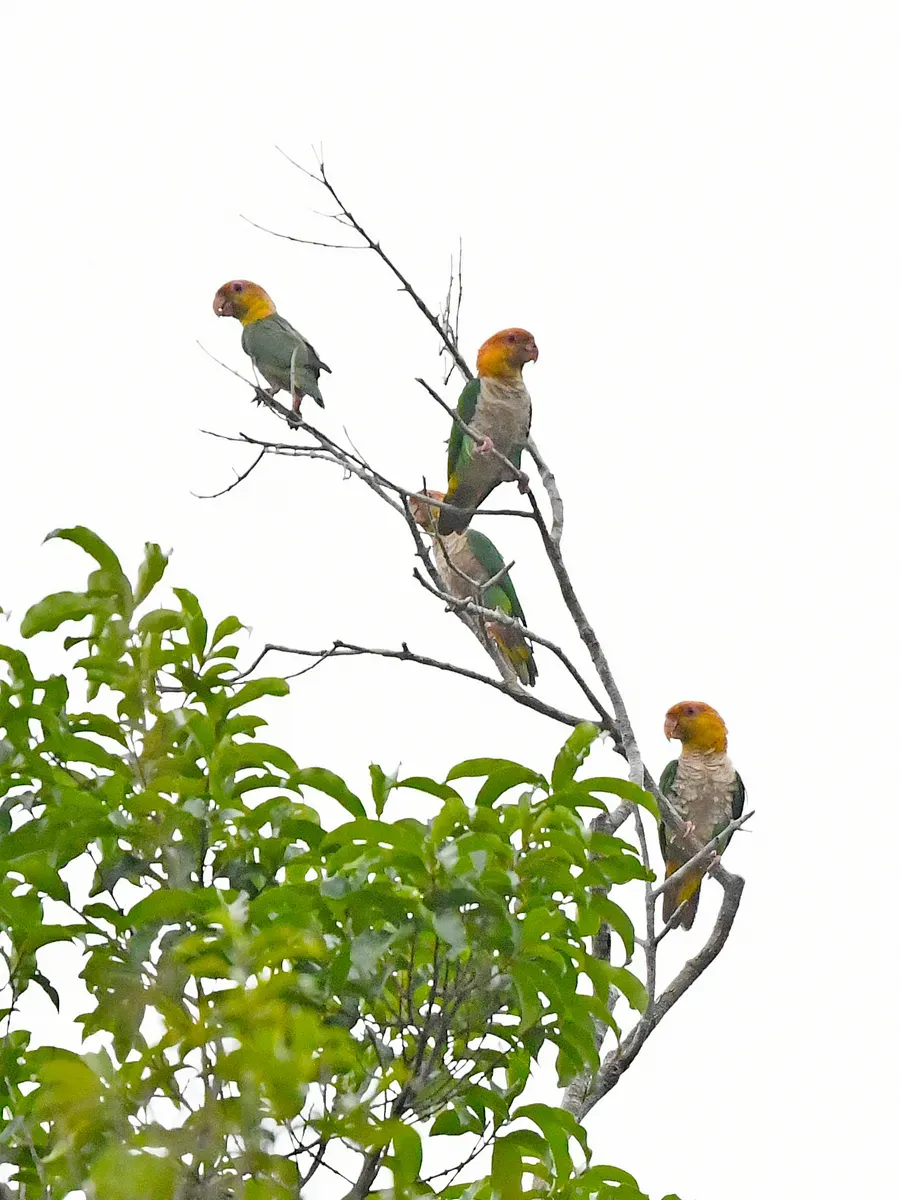 File:Pionites leucogaster leucogaster, Paragominas, Pará, Brazil 5.jpg