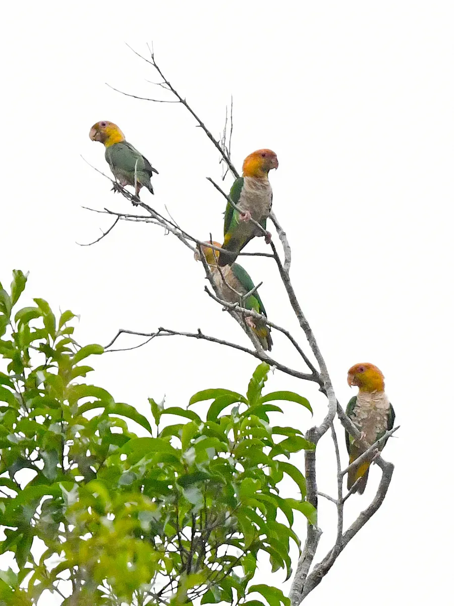 File:Pionites leucogaster leucogaster, Paragominas, Pará, Brazil 6.jpg