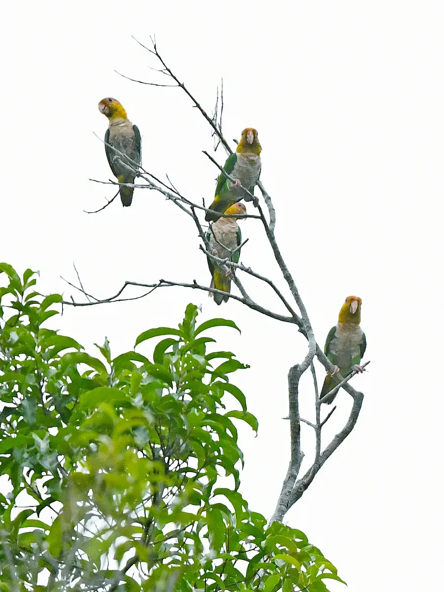 File:Pionites leucogaster leucogaster, Paragominas, Pará, Brazil 7.jpg