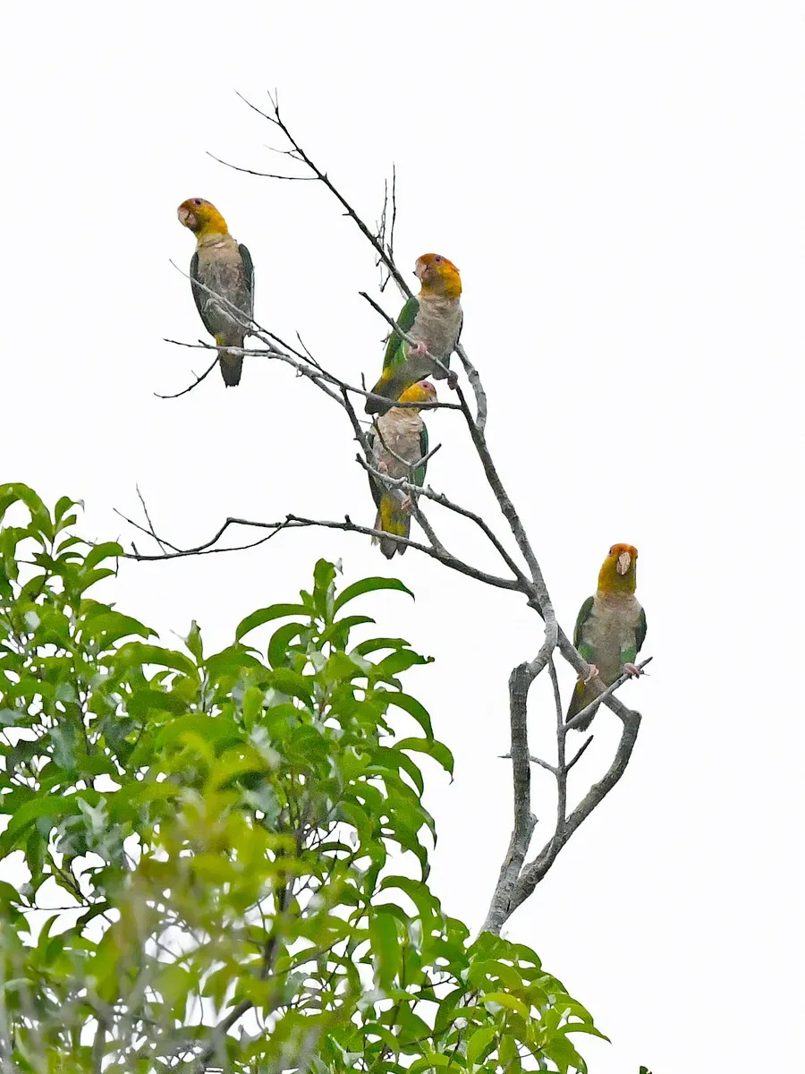 File:Pionites leucogaster leucogaster, Paragominas, Pará, Brazil 8.jpg