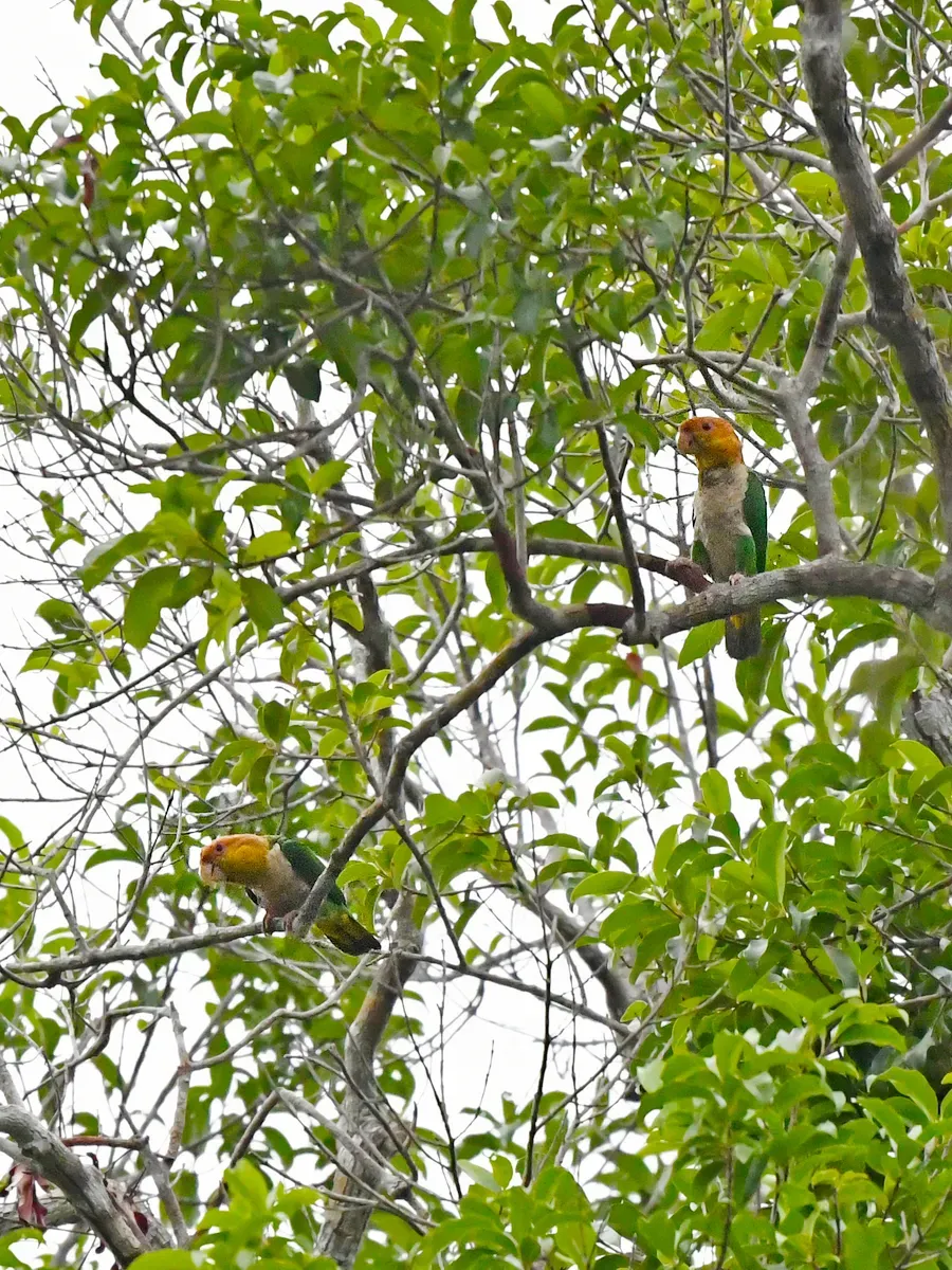File:Pionites leucogaster leucogaster, Paragominas, Pará, Brazil 9.jpg