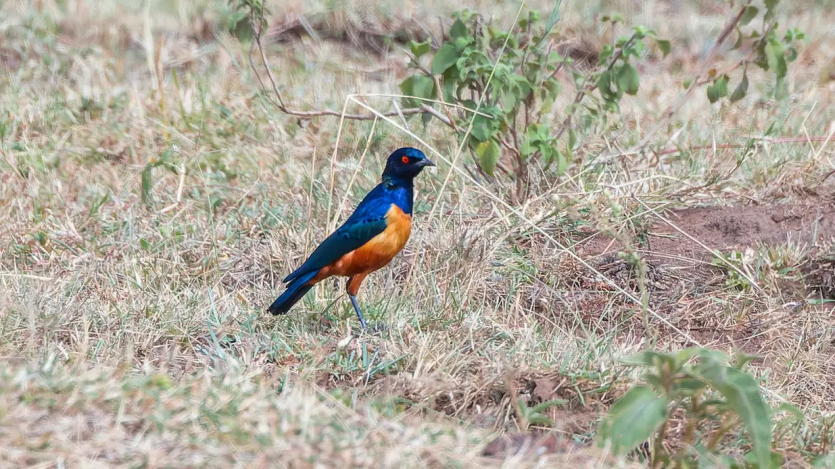 File:Lamprotornis hildebrandti 368047121.jpg
