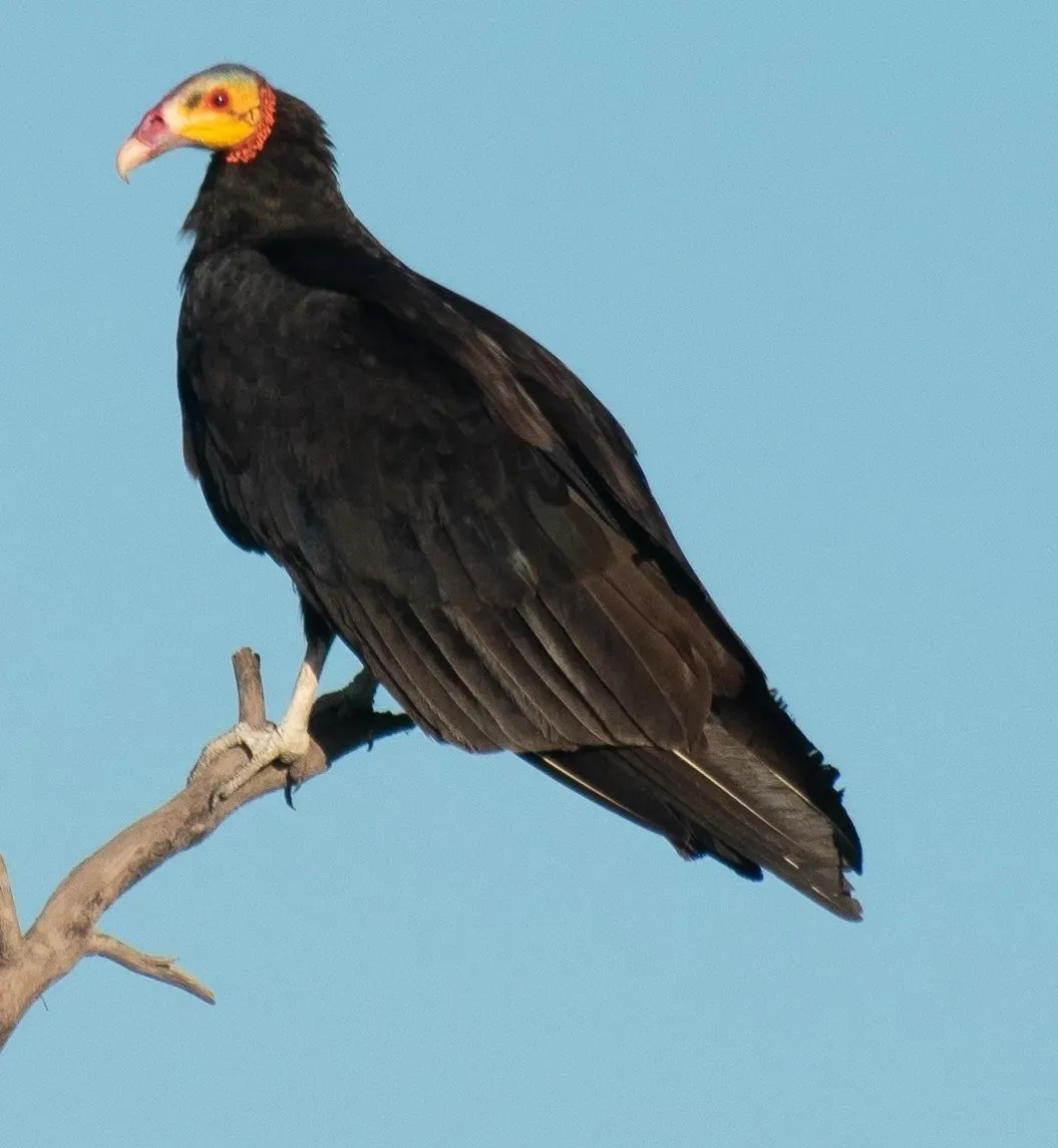 File:Cathartes melambrotus 390141681.jpg