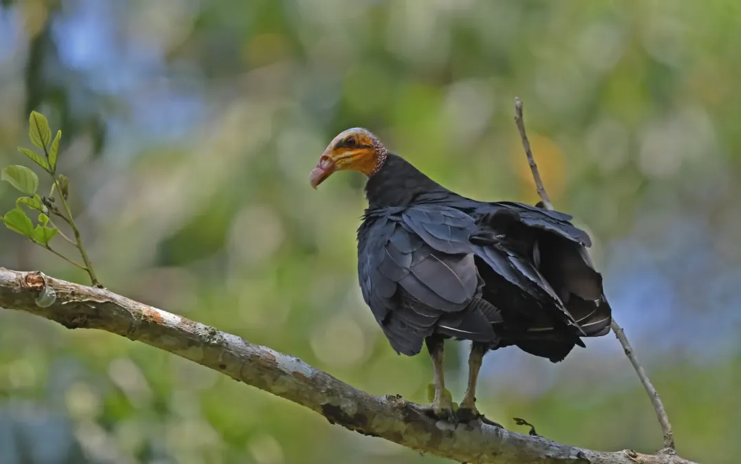 File:Cathartes melambrotus 332164545.jpg