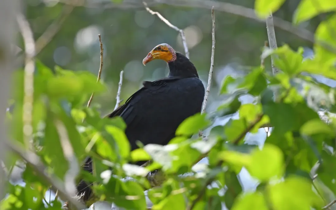File:Cathartes melambrotus 332164244.jpg
