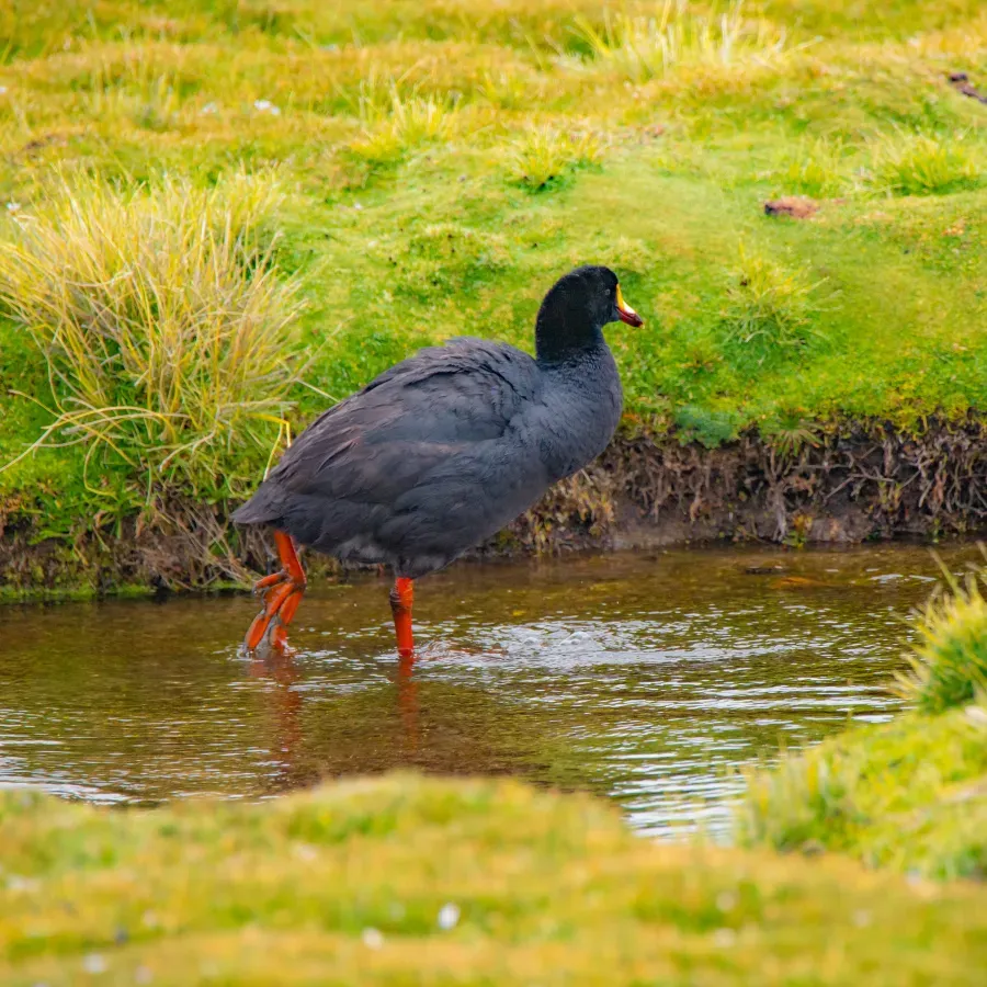 File:Fulica gigantea 4.jpg