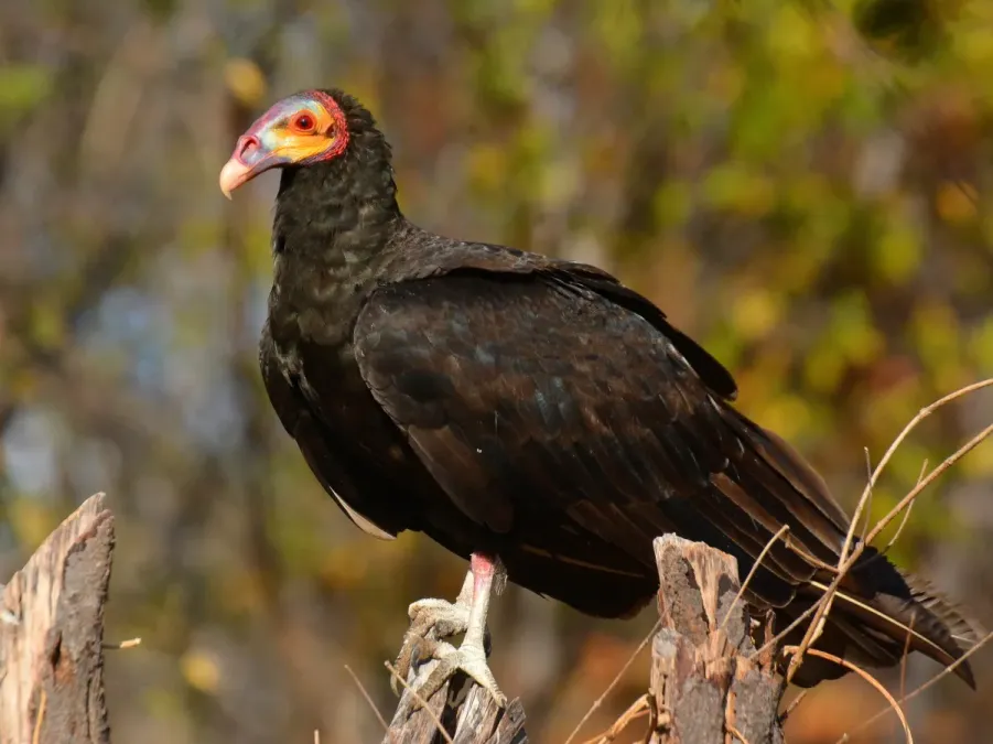 File:Cathartes burrovianus 416898395.jpg