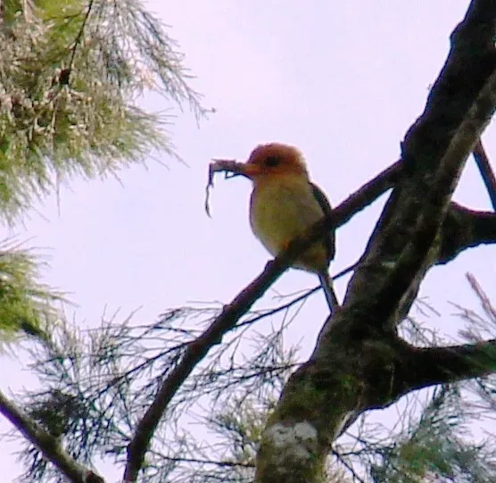 File:Syma megarhyncha 299608934.jpg