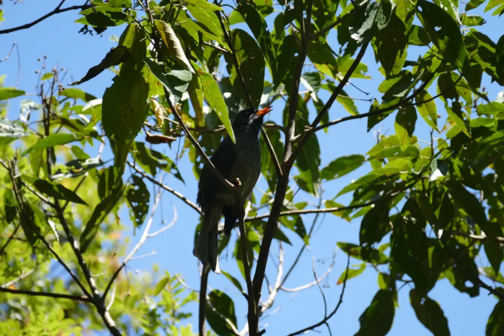 File:Hypsipetes borbonicus réunion.jpg