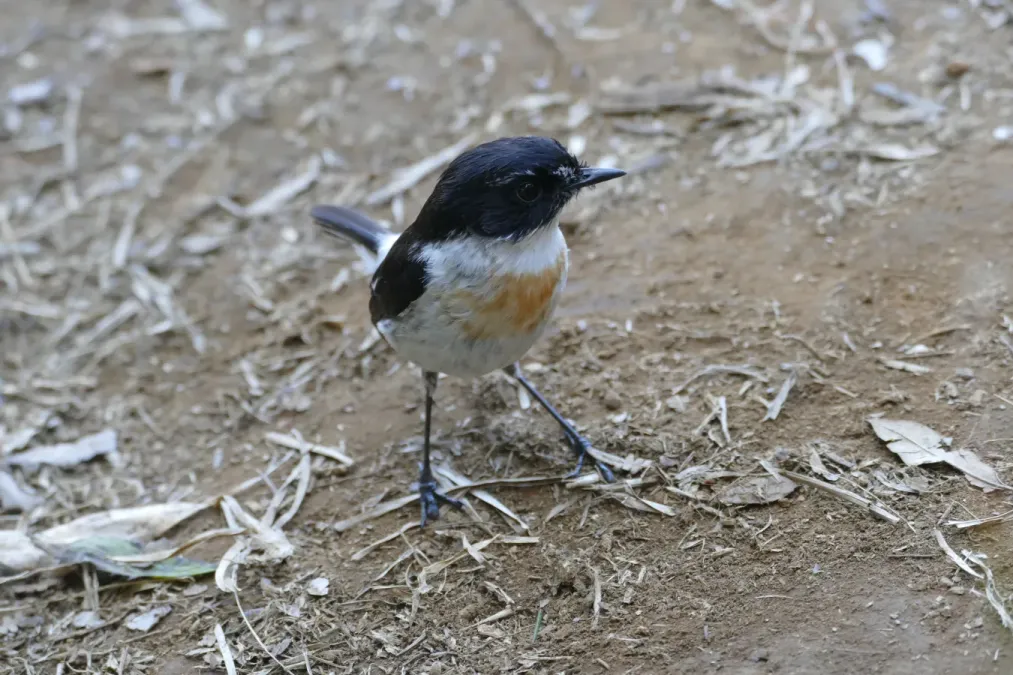 File:Saxicola tectes 12.jpg