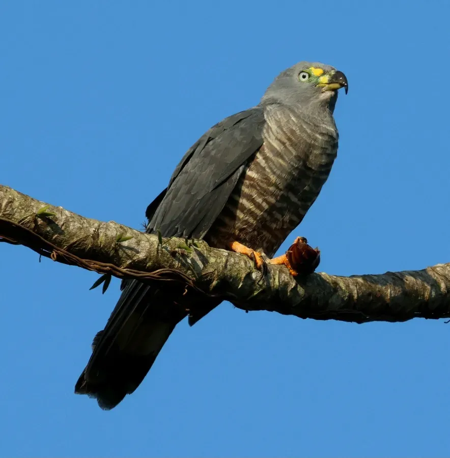 File:Chondrohierax uncinatus 425328639.jpg