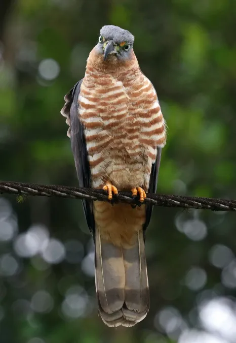 File:Chondrohierax uncinatus uncinatus 422164084.jpg