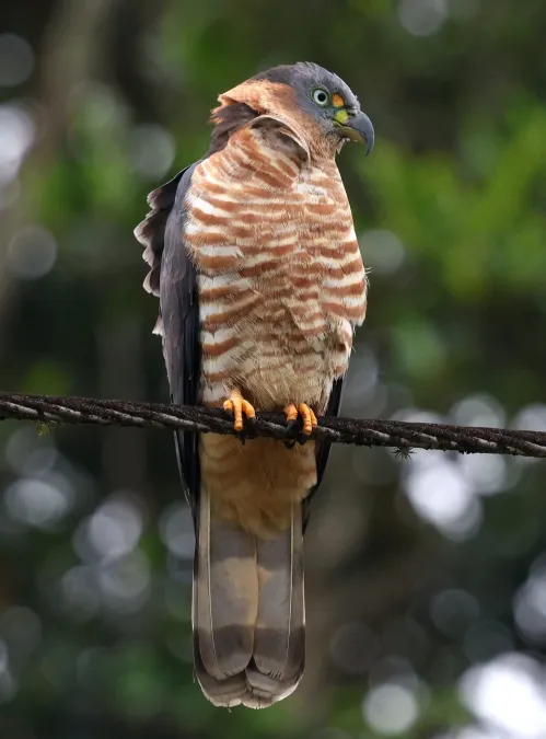 File:Chondrohierax uncinatus uncinatus 422164107.jpg
