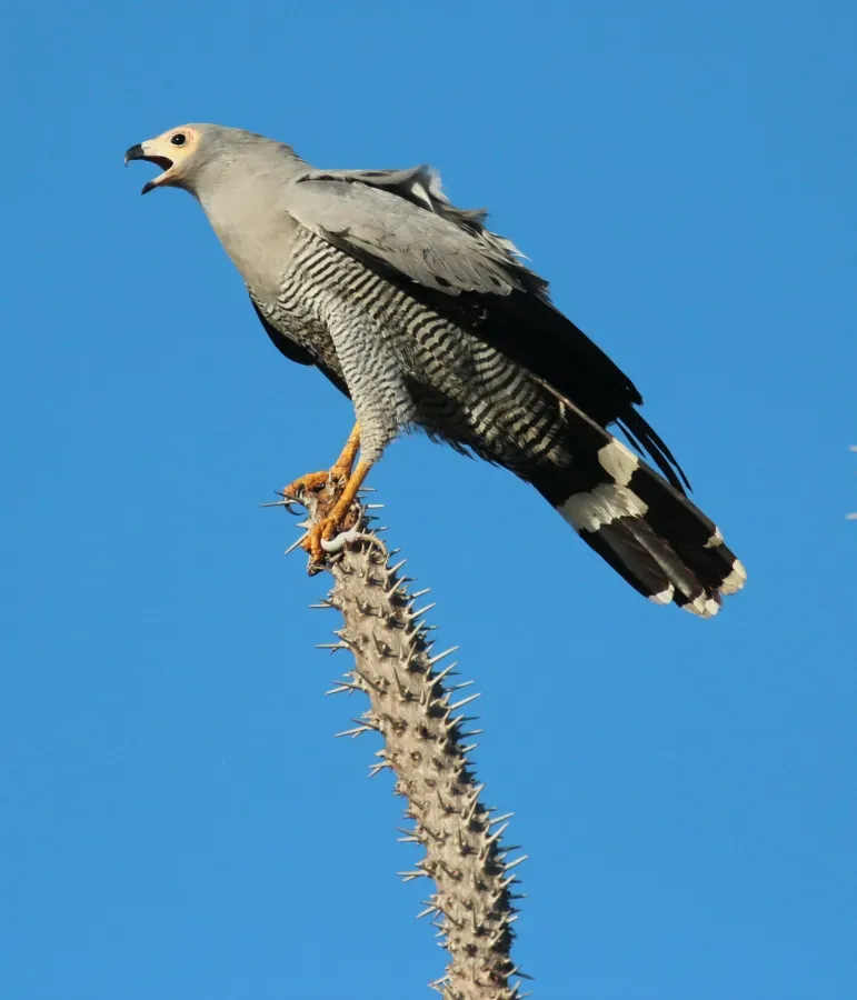 File:Polyboroides radiatus 455736304.jpg