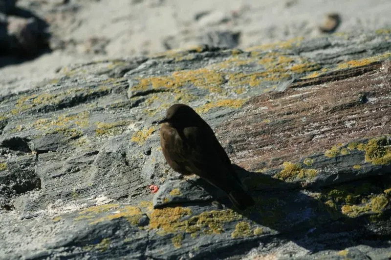 File:Cinclodes antarcticus 5.jpg